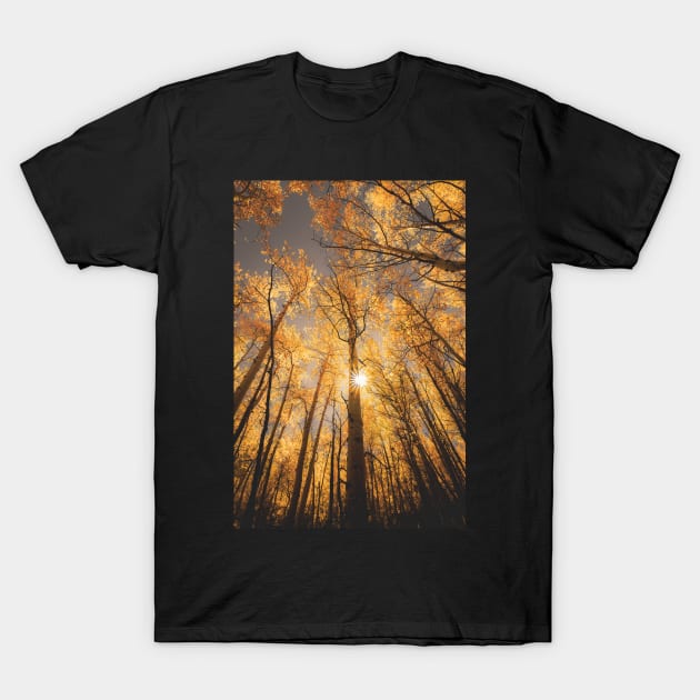 Sunburst Through Autumn Aspen Grove T-Shirt by ElevatedCT